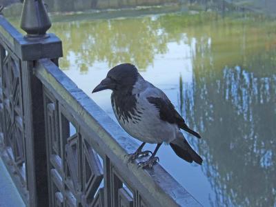 Прикрепленное изображение: n10.jpg